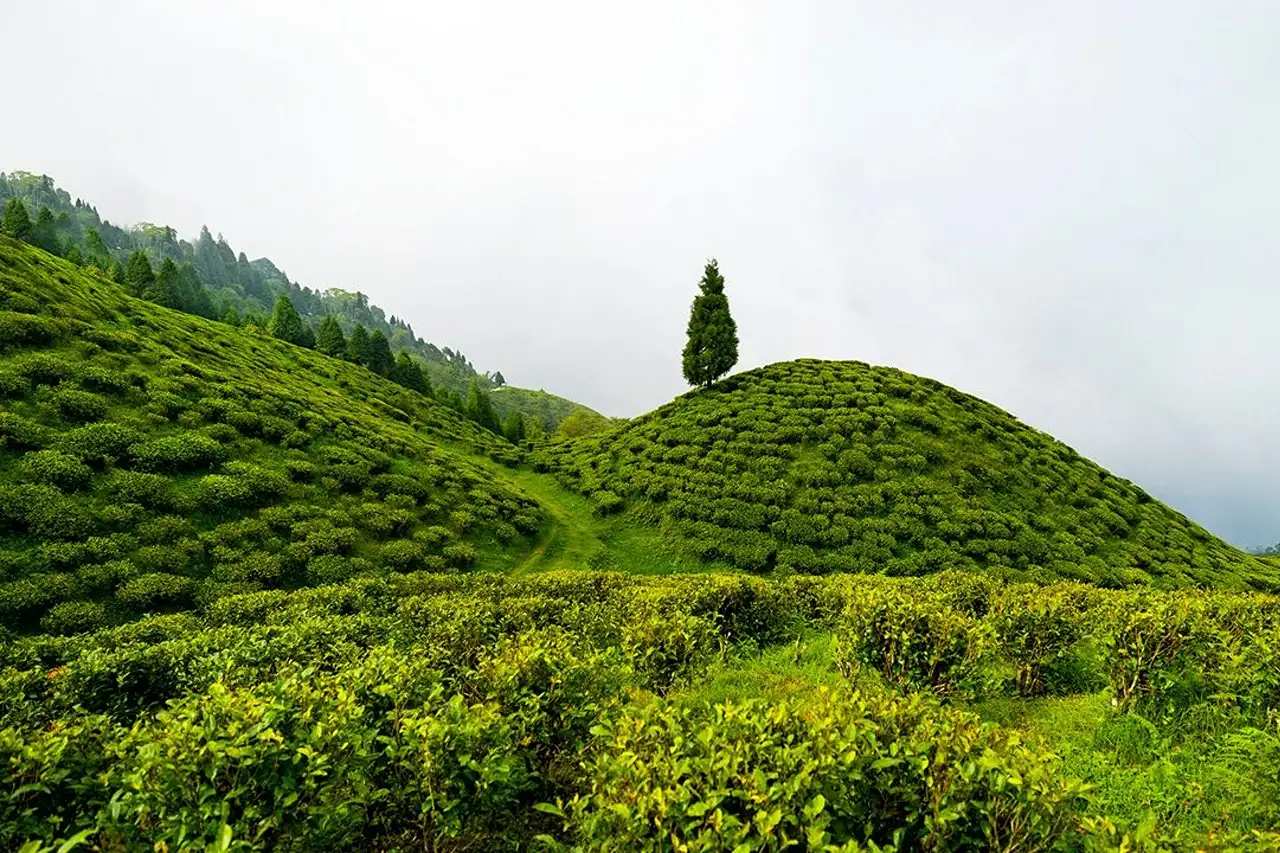 The Tea Estate Table
