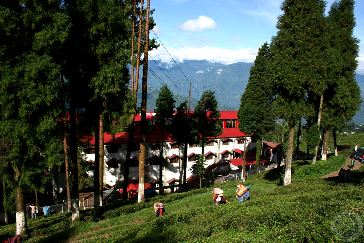 Happy Valley Tea Estate