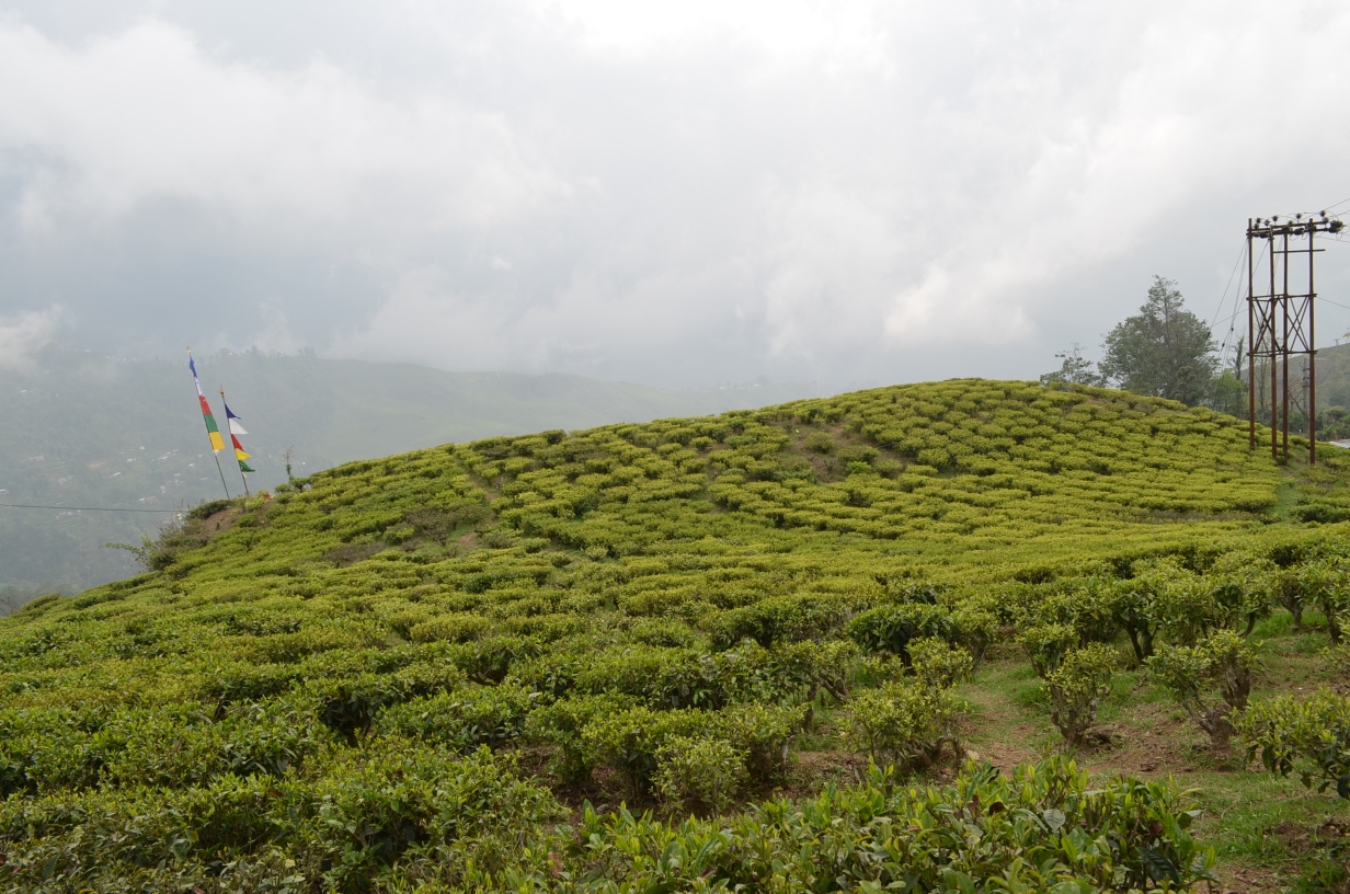 A Morning in Darjeeling's Tea Gardens