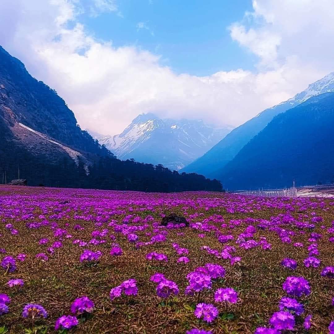 Yumthang Valley