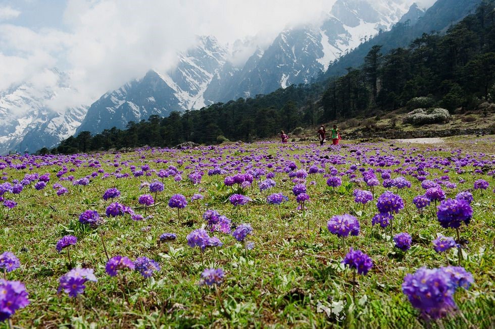 The Valley of Flowers